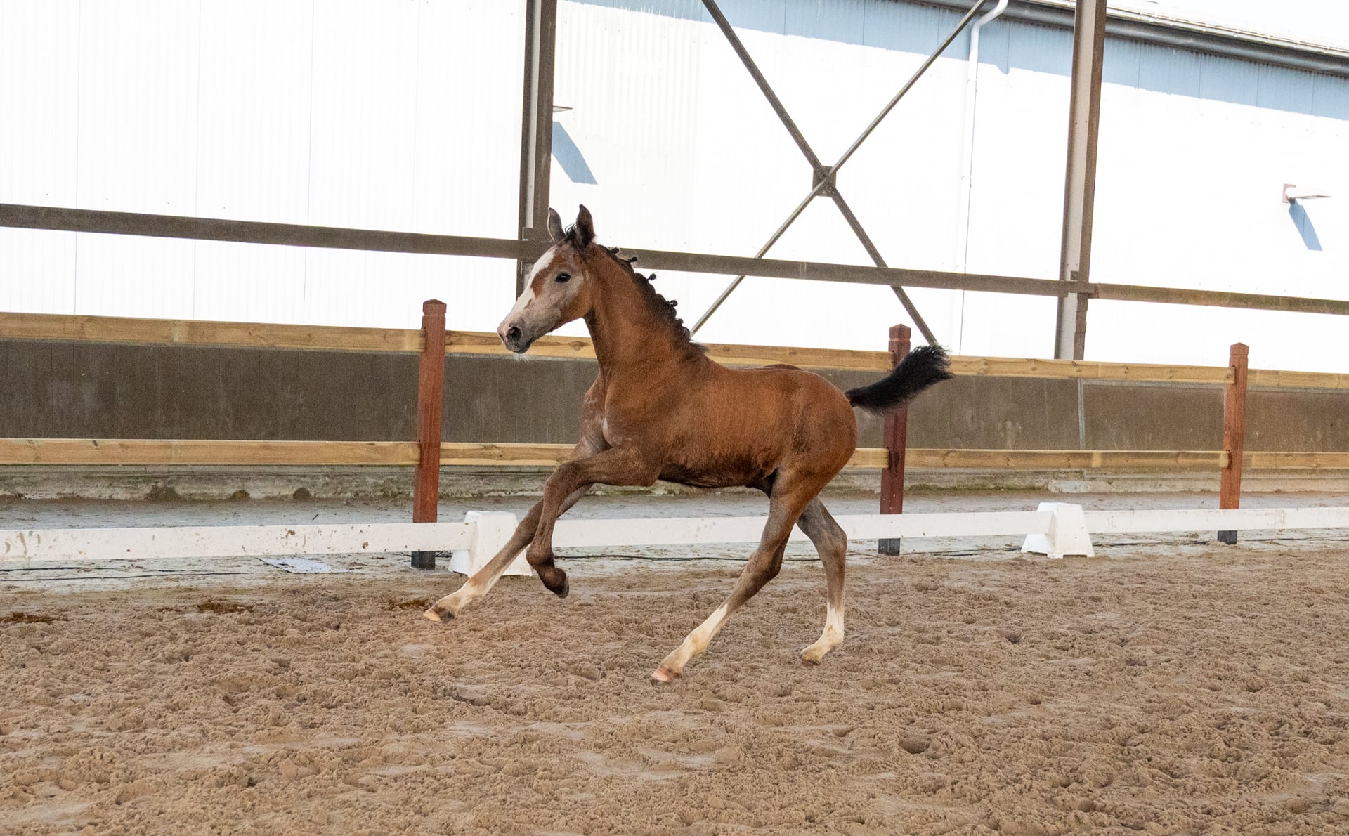 Dundee LN (URANUS VAN'T ZORGVLIET x CHIPPENDALE Z)