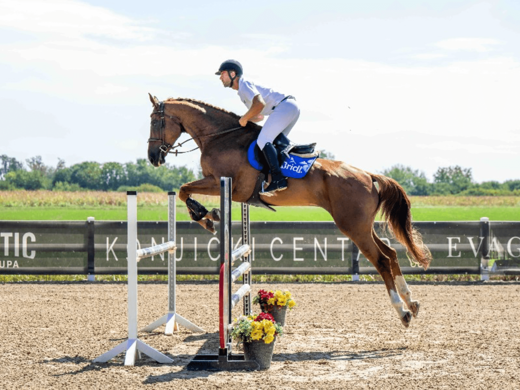 GIUSTO D’ORO Z | 2019 Chestnut Gelding