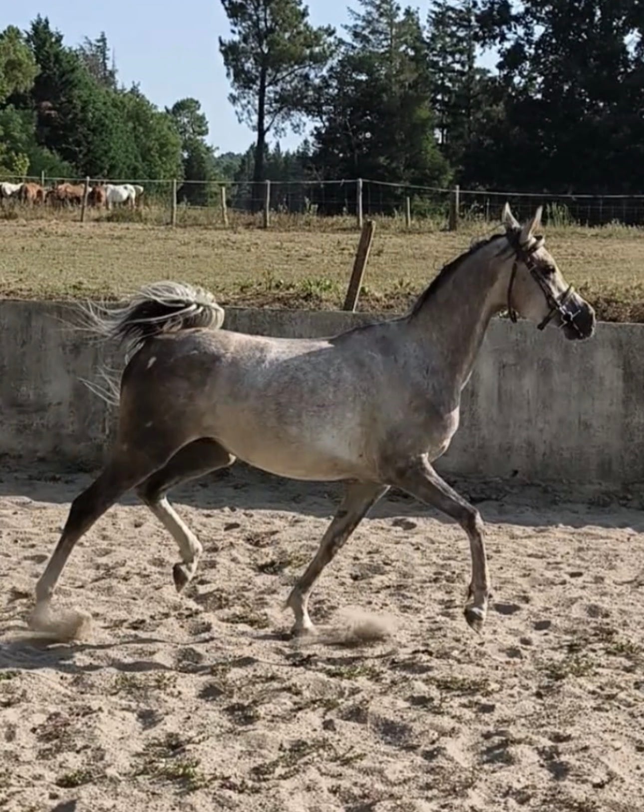 4 y.o. Dapple Grey Endurance Gelding