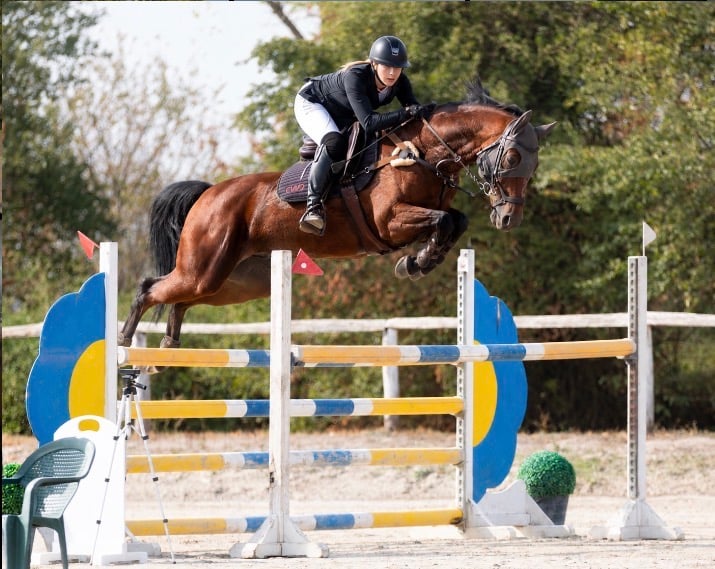 11 y.o. Bay Jumping Gelding