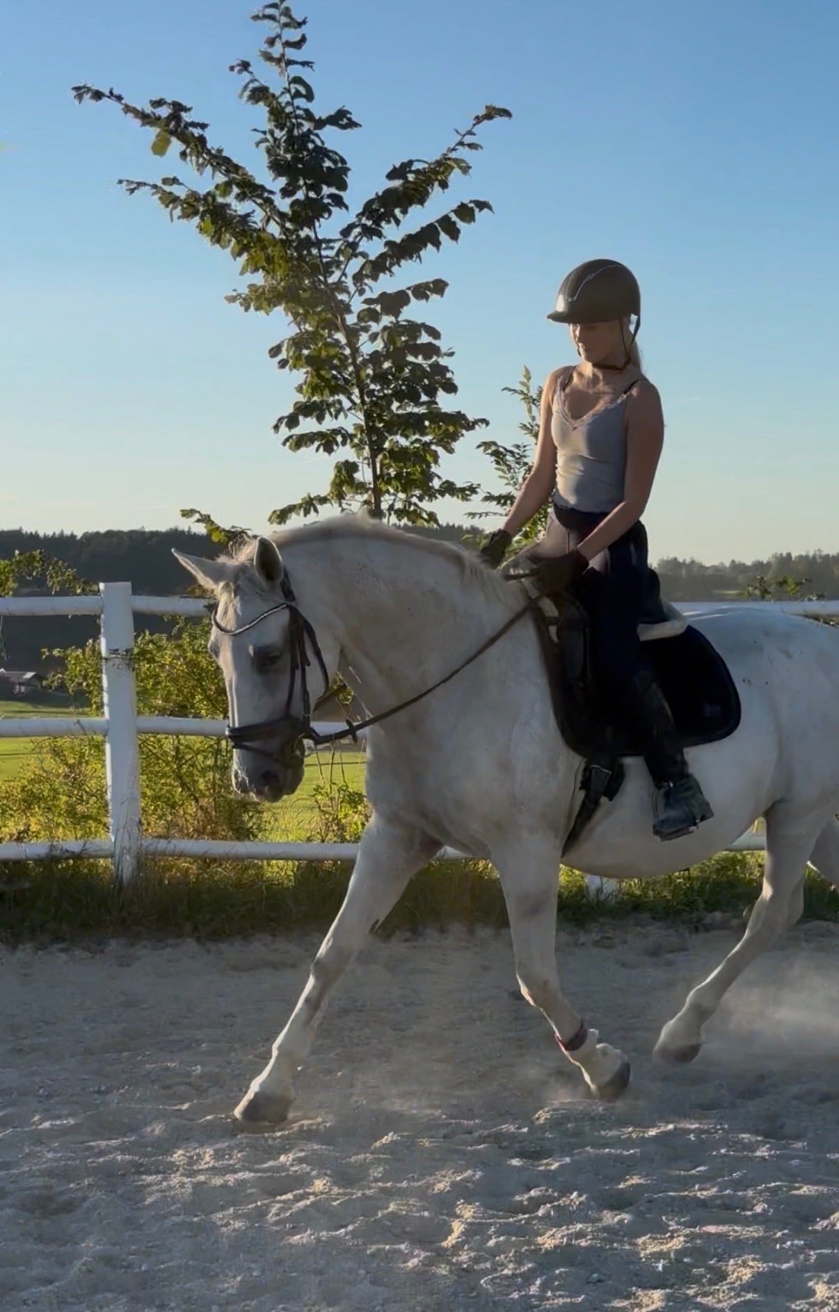 15 y.o. White All Rounder Mare
